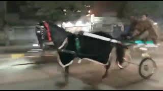 Race Horse race in Sialkot Training Race [upl. by Edik]