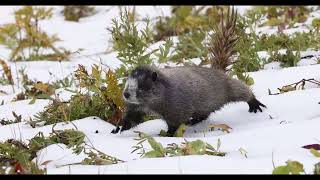 Hoary Marmot [upl. by Naaman365]