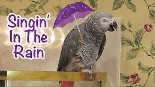 Einstein Parrot sings his version of Singin in the Rain [upl. by Agnella]