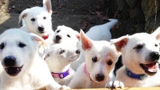 Barking White German Shepherd Puppies [upl. by Celestina]