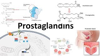 Prostaglandins  Biosynthesisfunction and regulation [upl. by Adin]