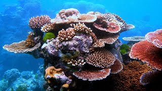 Facts Corals and Coral Reefs [upl. by Aneeuqal]