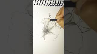 easy hibiscus flowers drawing drawing sketch shortsviral [upl. by Cayser]