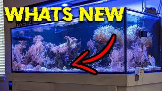 Odd Animal Corals and Reef Aquarium Update [upl. by Ellehc]