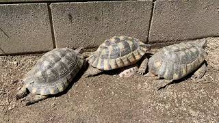 マルギナータリクガメの日光浴（Sunbathing on a marginated tortoise） [upl. by Ralip]