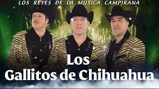 Los Gallitos de Chihuahua 20 Éxitos Inolvidables Rancheriando Con Guitarras  Mix Para Bailar [upl. by Malarkey898]