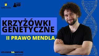 KRZYŻÓWKI GENETYCZNE  II PRAWO MENDLA  Matura z biologii 2023  studia 👩‍⚕🧑‍⚕ [upl. by Odnarb]