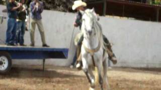 caballo bailador del guacho jose cocorit sonora [upl. by Goode497]