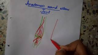 draw ANASTOMOSIS around ELBOW joint in 1 MINUTE dont miss it [upl. by Parcel]