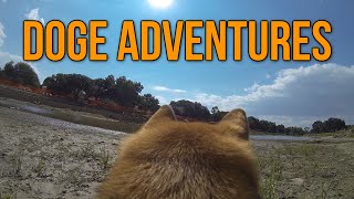 Doge Adventures Ozy Goes to the Park GoPro First Person Dog Camera [upl. by Orva]