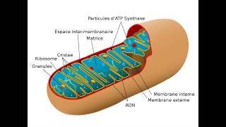 Les mitochondries [upl. by Cassell165]