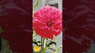 Time lapse Dahlia flower blooming  plants timelapseshorts viral [upl. by Nyrual]