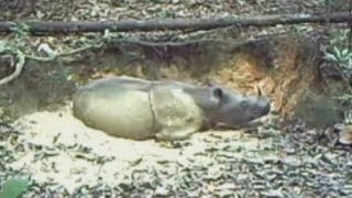 Extinct rhino caught on camera Sumatran rhino back from the dead in Indonesian rainforest [upl. by Perdita348]