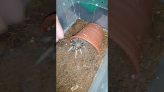 aphonopelma sp chalcodes comiendo [upl. by Alur]