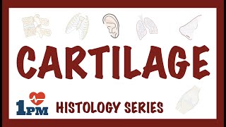 CARTILAGE  Histology Types Functions [upl. by Ysiad86]