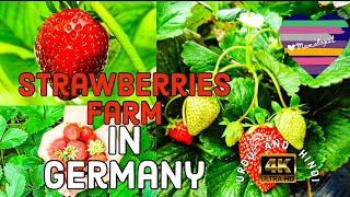 How to pick Strawberries  Strawberries Farm  Are you Strawesome  Vlog Diary  By Ramz [upl. by Rimhsak]