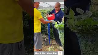 Hard Working Day 359 The Process Of Packing Plants Into Nets [upl. by Luby]