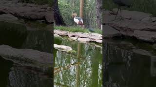 I could watch this Gray Crowned Crane dance for hours Mini Euroland Poland [upl. by Alejo289]