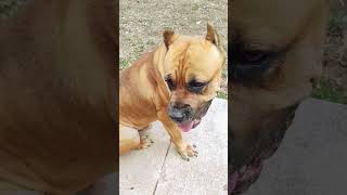 Cane Corso puppy shortvideos viralvideos canecorso reels fyp dog bite protection [upl. by Adyam]