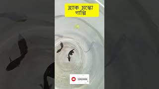 😱🥰👉ব্ল্যাক মস্কো গাপ্পি 🐠🐟।।black Moscow gappi🌹।।fish fishtank islamicgojol [upl. by Lledner530]