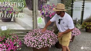 PVG Walkabout Garden Tour 2021 Annual of the Year SUPERTUNIA Mini Vista Pink Star Petunia [upl. by Bopp]