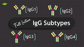 Ig Antibodies subtypes  Full Lecture  Immunology  Basic Science Series [upl. by Yerhcaz]