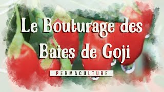 Le bouturage des Baies de Goji  Comment les bouturer [upl. by Toiboid]