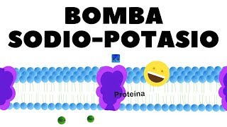 Transporte activo bomba de sodiopotasio explicado ✅ [upl. by Aitas]