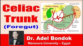 Celiac Trunk Celiac Artery Dr Adel Bondok [upl. by Yanej]