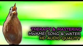 Hwamei Singing Garrulax canorus HD Audio for Therapy amp Bird Mastering [upl. by Benedikt]