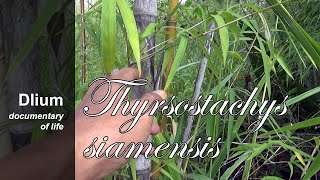 Siam bamboo Thyrsostachys siamensis  part 1 [upl. by Ldnek644]