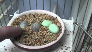 The first canary eggs have hatch [upl. by Htidirrem]