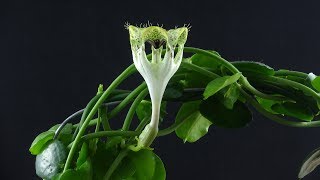 Time Lapse Ceropegia sandersonii [upl. by Aimahc]