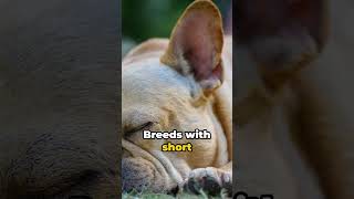 Why Dogs Snore like People [upl. by Fleur210]