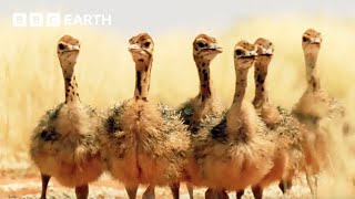 Ostrich Chicks Get First Ever Drink of Water  Animal Babies  BBC Earth Kids [upl. by Ecurb]