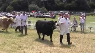 Chertsey Show  Cattle Championship [upl. by Haeckel]