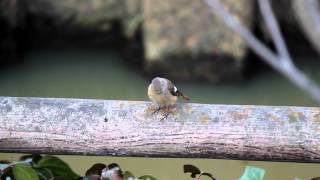 ジョウビタキ メス Phoenicurus auroreus Daurian Redstart [upl. by Pelagias467]