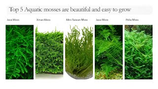 Top 5 Aquatic mosses are beautiful and easy to grow  Aqua x Garden [upl. by Ygief]