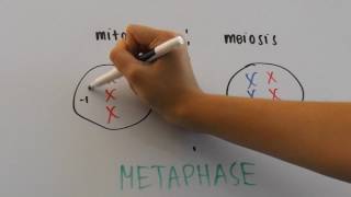 Comparison of Mitosis and Meiosis [upl. by Rednael]