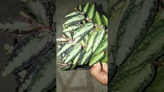 How to plant watermelon begonia plant  pellionia repens  home garden  gardening  shorts [upl. by Iphigeniah69]