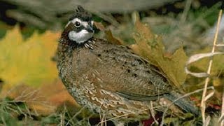 Bobwhite Quail Nest [upl. by Lahsiv]