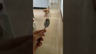 Dog runs from spoon [upl. by Llieno]