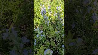 Pourquoi le Romarin est le Ginseng de Provence  Why Rosemary is the Ginseng of Provence [upl. by Pacian]