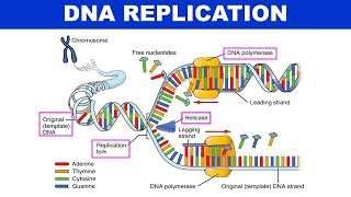 Mechanism of DNA replication Animation  Molecular biology  Biotechnology [upl. by Rosemare982]