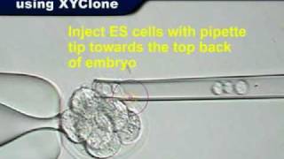 XYClone Laser 8cell Embryo Injection Transgenic Mice [upl. by Michey880]