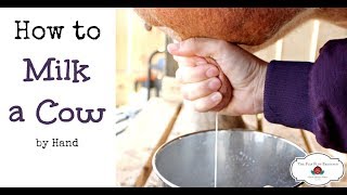 How to Milk a Cow By Hand or goat [upl. by Rust]