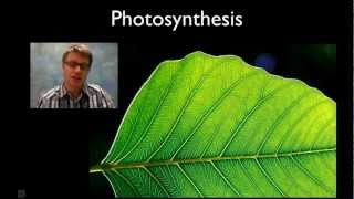 how photosynthesis takes place in plants amp Process Of Photosynthesis animated [upl. by Jorin]