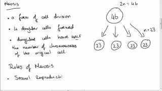 Leaving Cert Biology Meiosis [upl. by Noemad216]