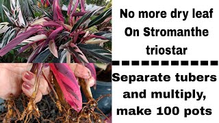 3 Untold notes about Stromanthe triostar prayer plant Separate tubers and multiply triostar [upl. by Refinneg]