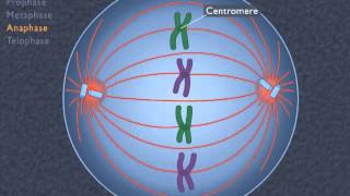 Animation How the Cell Cycle Works [upl. by Resee]